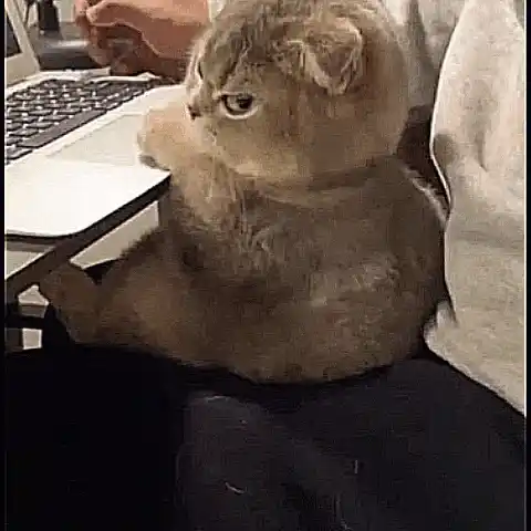 Angry-cat Angry-cat-zoom