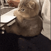 GIF