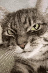 د Kai لخوا GIF اپلوډ شوی