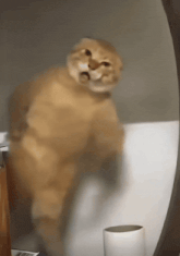 GIF
