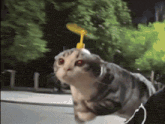 GIF