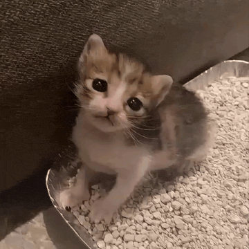 Cat Kitten