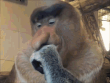 GIF