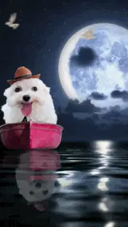 Dog On A Boat Meme – brainrot memes meme GIF free download no watermark 2026