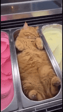 Ice Cream Cat