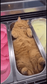 Jeannie Clark 上傳的 GIF