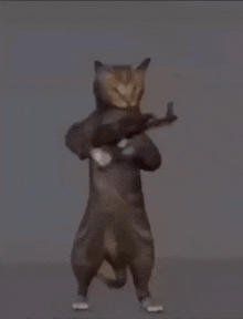 GIF