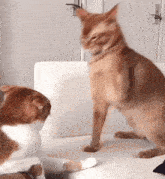 GIF 이미지
