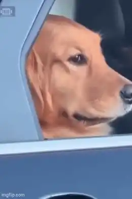 Dog Golden Retriever