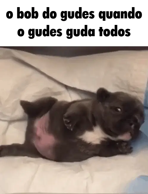 o bob do gudes quando o gudes guda todos
