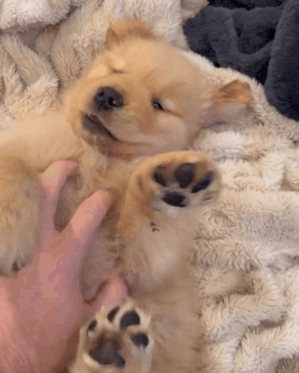 Petting Petting Puppy