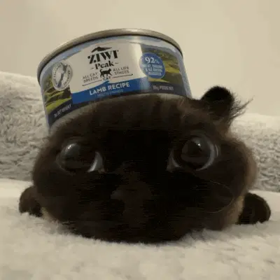 Cat Black Cat – free GIF download | memes GIF | meme platform