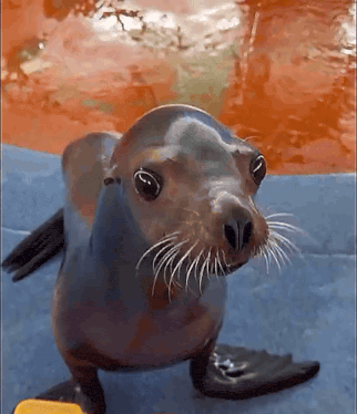 Crazy Seal Seal