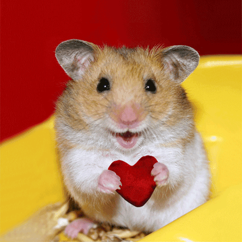 Hamster Love