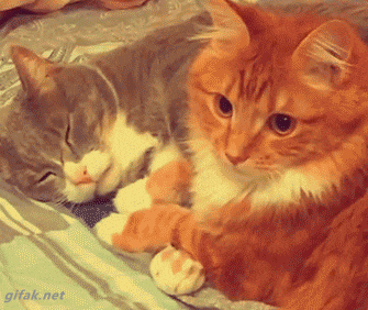 Kitten Kitty