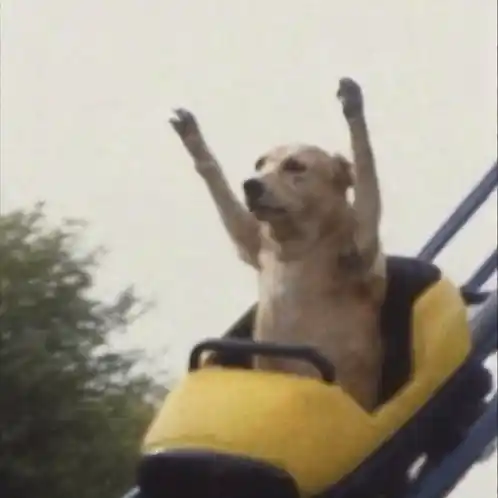 Golden Retriever Rollercoaster