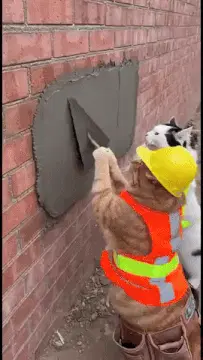 Cats Bricklayer