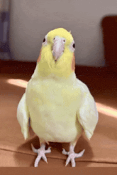 GIF