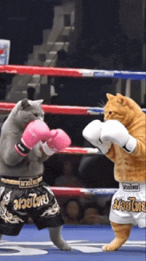GIF