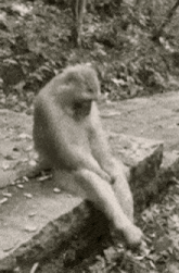 GIF ארויפגעלאדן דורך Hari