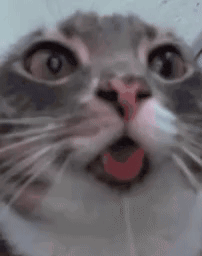 Cat Drool