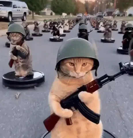 Army Cat Cat Army