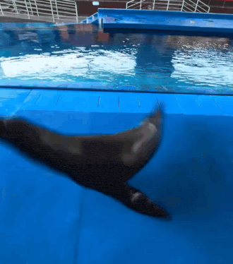 Sea Lion Sealion