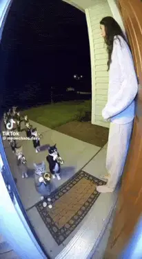 Cat Ai – ai memes meme GIF free download no watermark 2026
