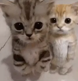 Kitty Hug Kitty Ai – free GIF download | memes GIF | meme platform