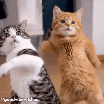 Dancing Cats – free GIF download | memes GIF | meme platform