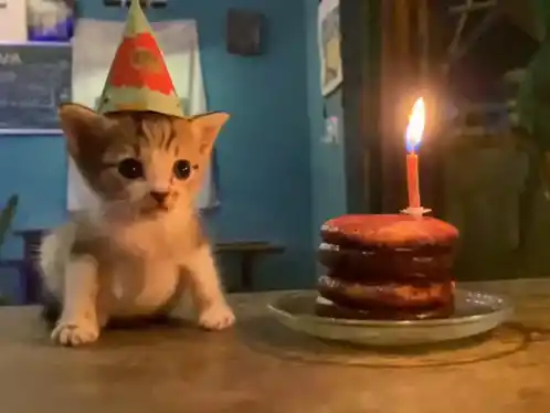 Kitten Cat