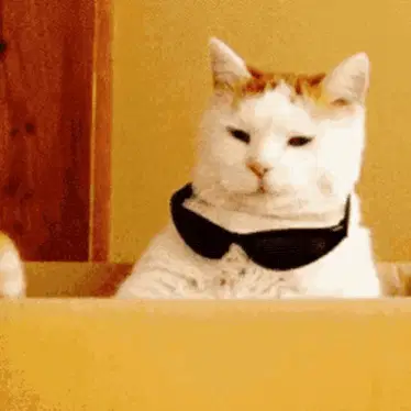 Cool Cat – free GIF download | memes GIF | meme platform