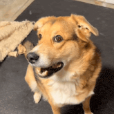 GIF diunggah ku Chris
