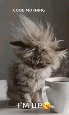 Morning Morning Coffee – monday memes meme GIF free download no watermark 2026