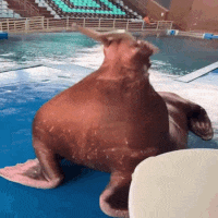 Walrus Bounce