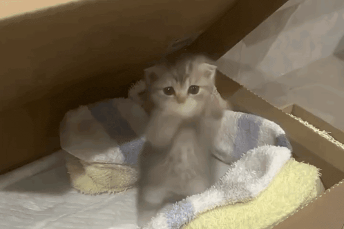 Scuba Dance Scuba Cat