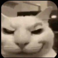 Cat Cat Memes – tiktok memes meme GIF free download no watermark 2026