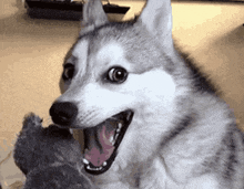 GIF