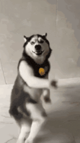 GIF