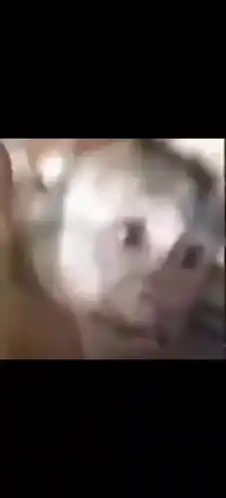 Monkey Monkey Laughing
