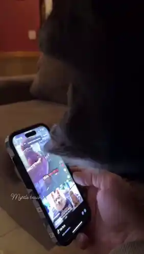 Mnky Pinwheel Monkey Phone
