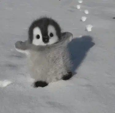 cute penguin