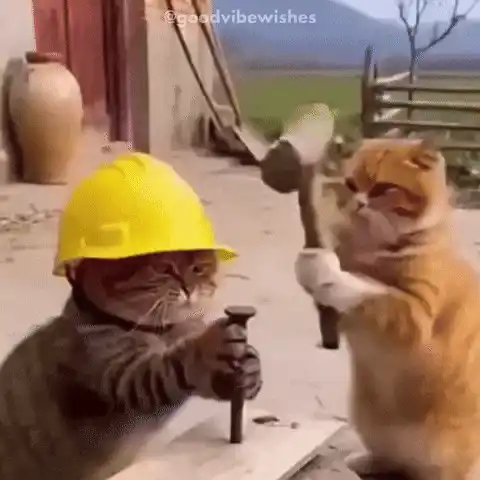 Cat Ouch