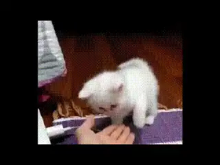 Cat Highfive