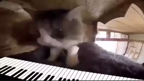 Cat Maestro