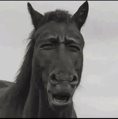 Horse What
