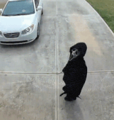 GIF dodany przez Catnip