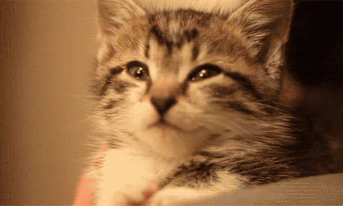 J Cat Bludfart2 Kitty