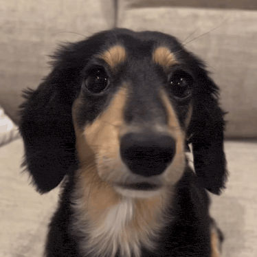Cute Puppy Curious