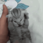 Grim Reaper上传的GIF